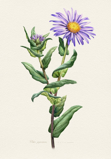 Purple Aster Botanical Study | Poster