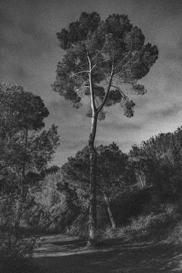 Dramatic Lone Tree | Canvas
