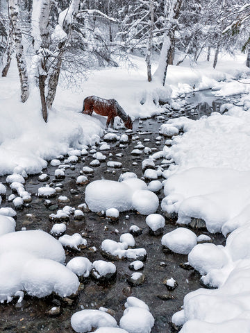 Snowy Forest Horse | Poster