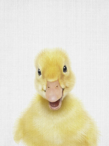 Smiling Baby Duck | Canvas