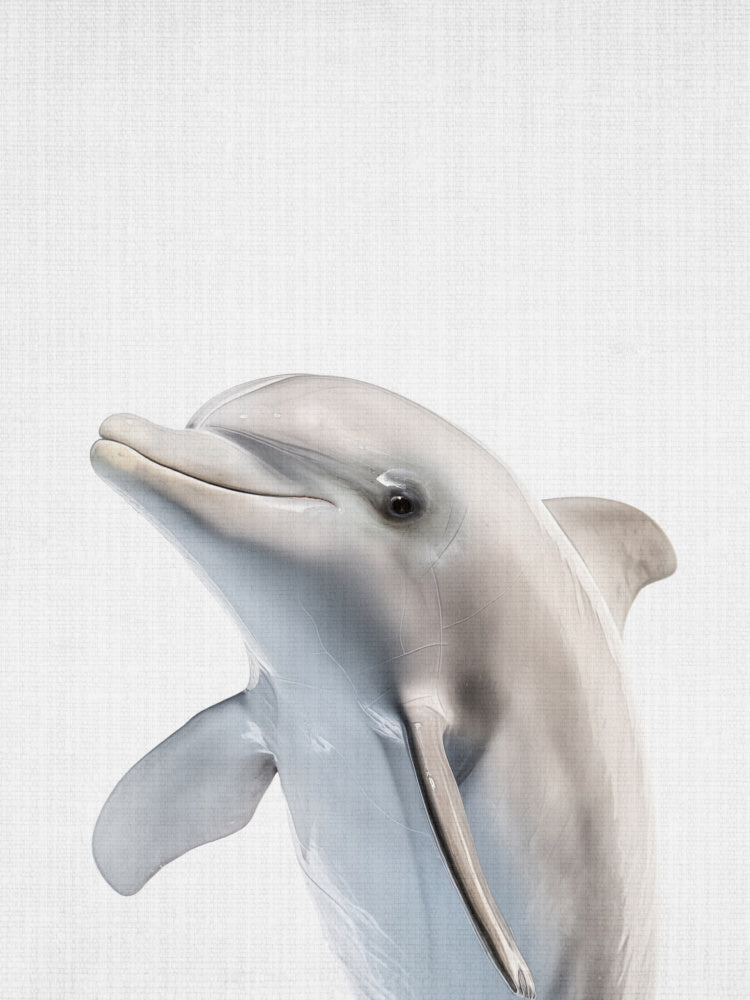 Friendly Dolphin Portrait | Canvas