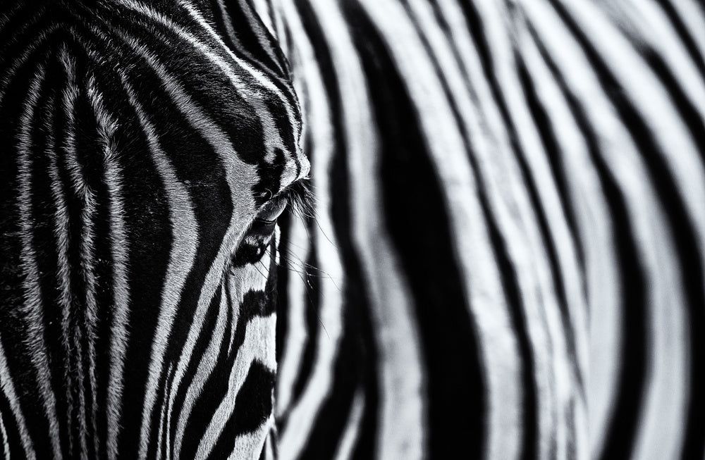 Striped Zebra Eye | Canvas