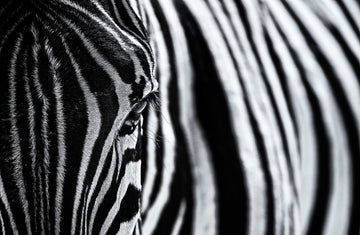 Striped Zebra Eye | Canvas