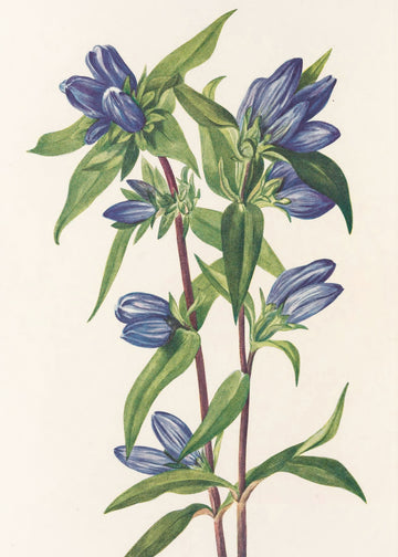 Bottle Gentian From North American Wildflowers (1925) By Mary Vaux Walcott | Poster