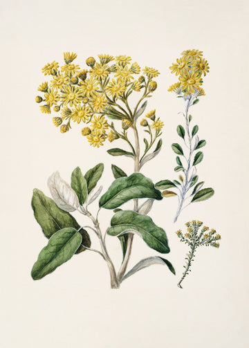 Daisy   Brachyglottis Drawn By Sarah Featon (1848–1927) | Poster