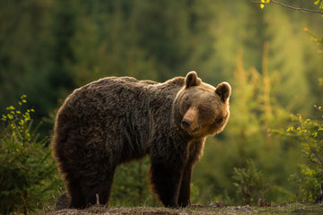 Bear in Golden Light | Poster