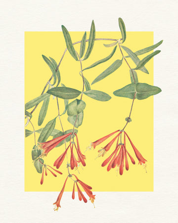 Orange Honeysuckle Bloom | Canvas