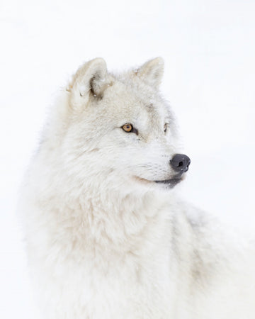 Majestic Arctic Wolf | Poster
