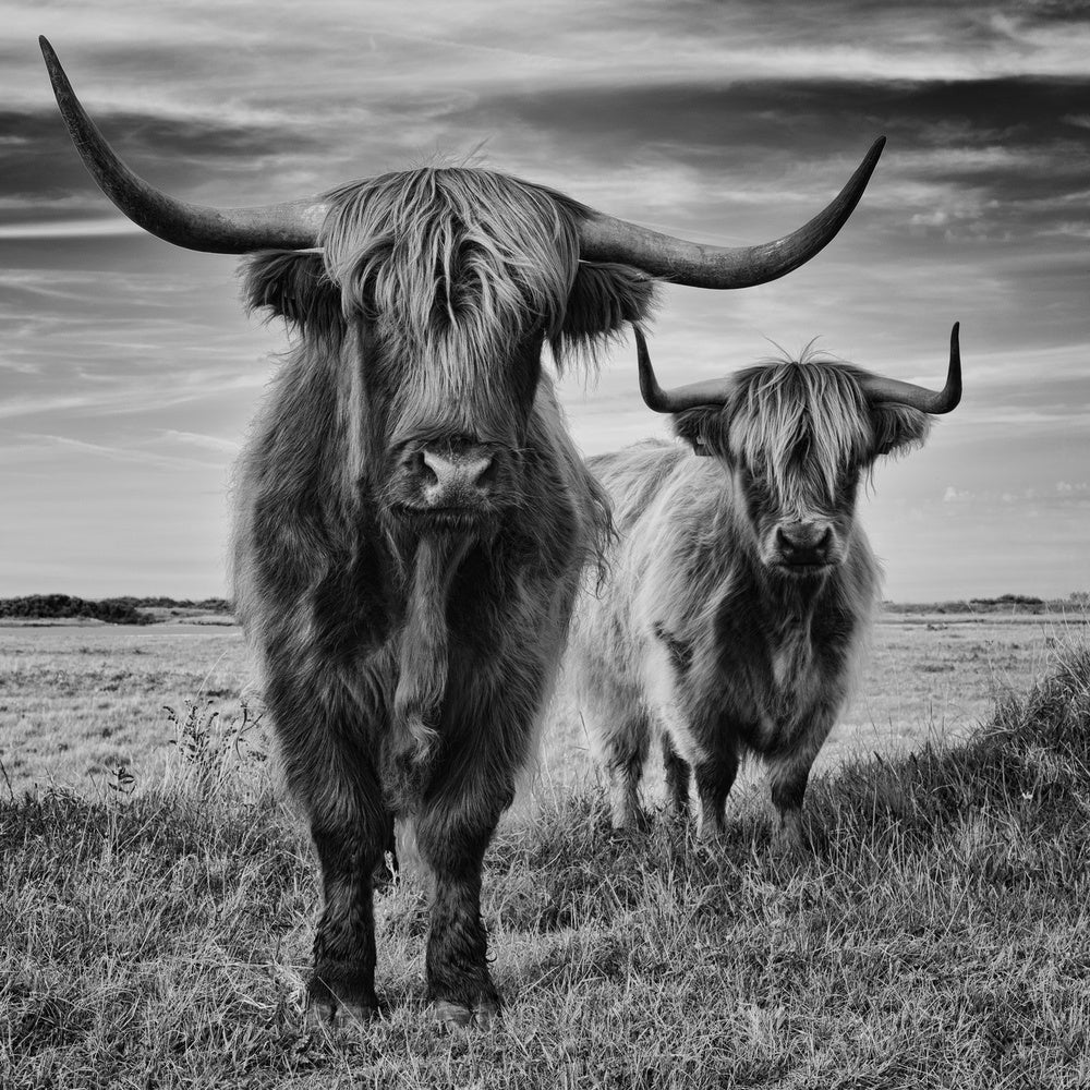 Highlands | Canvas