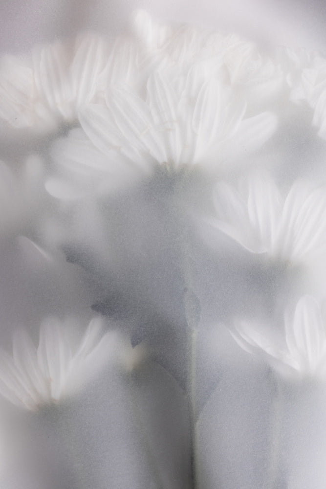 Blurred Flowers 6 | Poster