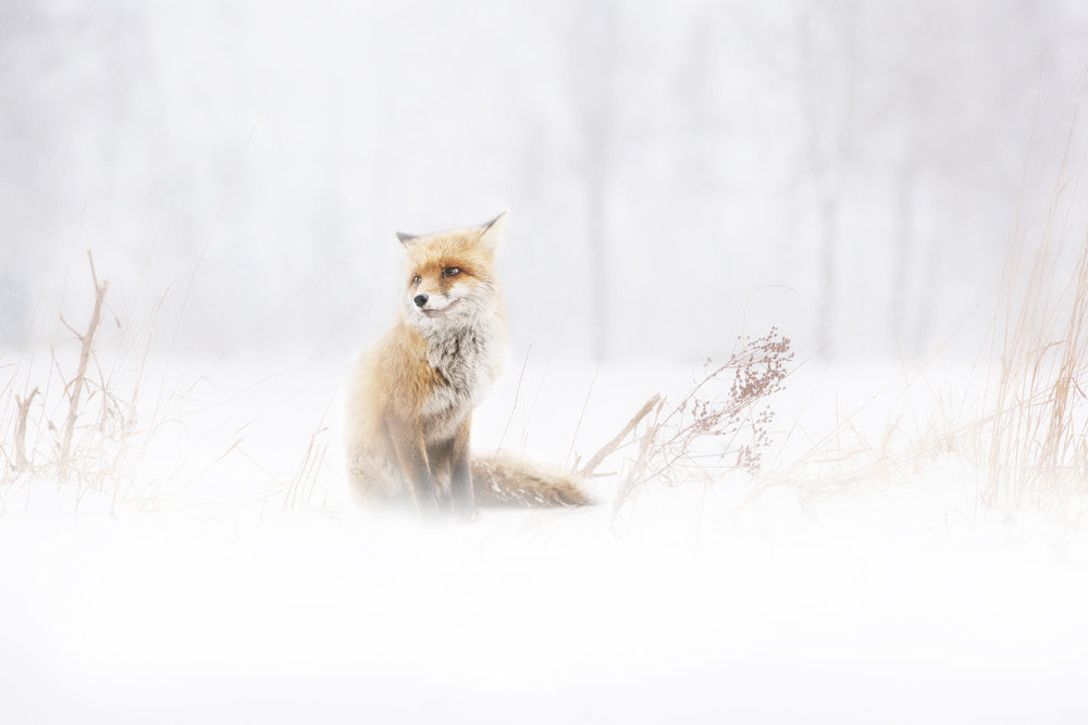 Red Fox In Winter Snow | Poster