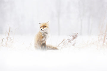 Red Fox In Winter Snow | Canvas
