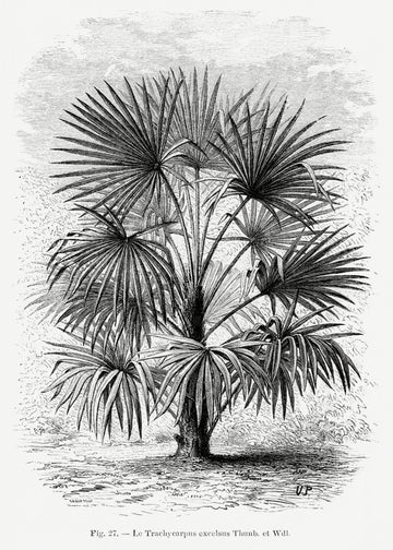 Vintage Palm Tree Drawing Xi | Canvas