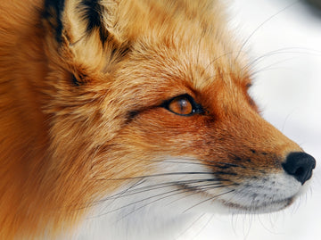 Observant Red Fox | Poster