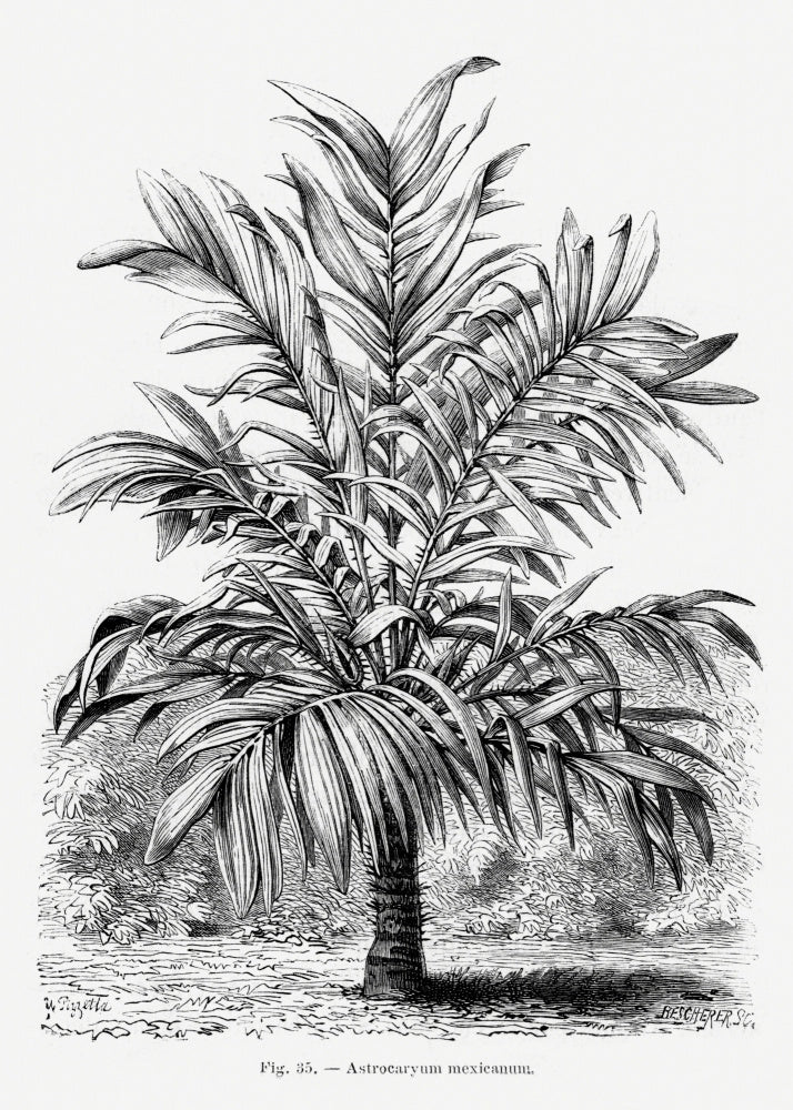 Vintage Palm Tree Drawing Ix | Poster