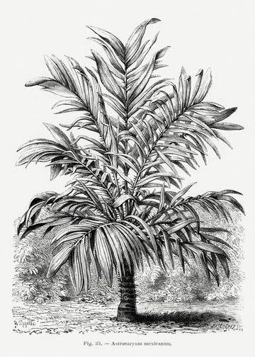 Vintage Palm Tree Drawing Ix | Poster