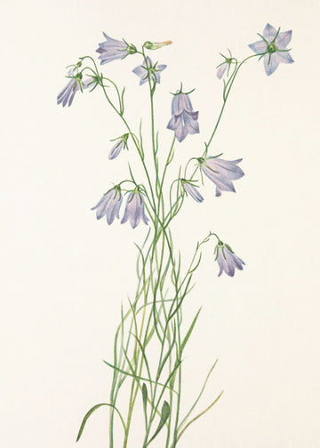 Harebell From North American Wildflowers (1925) By Mary Vaux Walcott | Poster