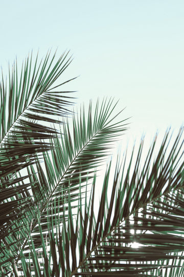 Tropical Palm Fronds | Poster