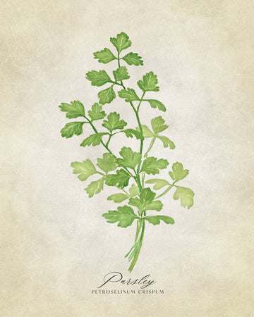 Green Parsley Botanical | Canvas