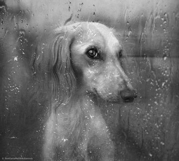 Dog By Rainy Window | Canvas
