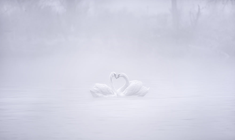 Misty Swans Heart | Canvas