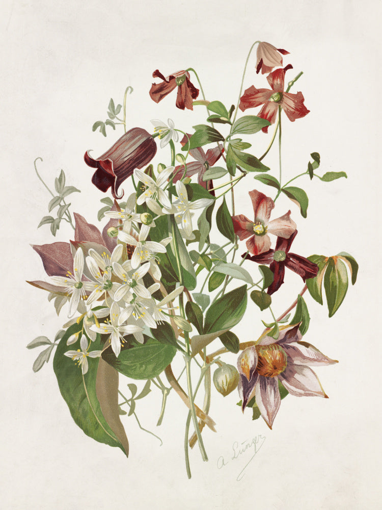 Clematis | Canvas