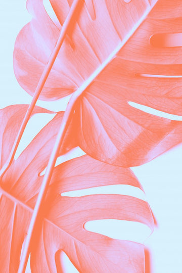 Coral Monstera Glow | Canvas