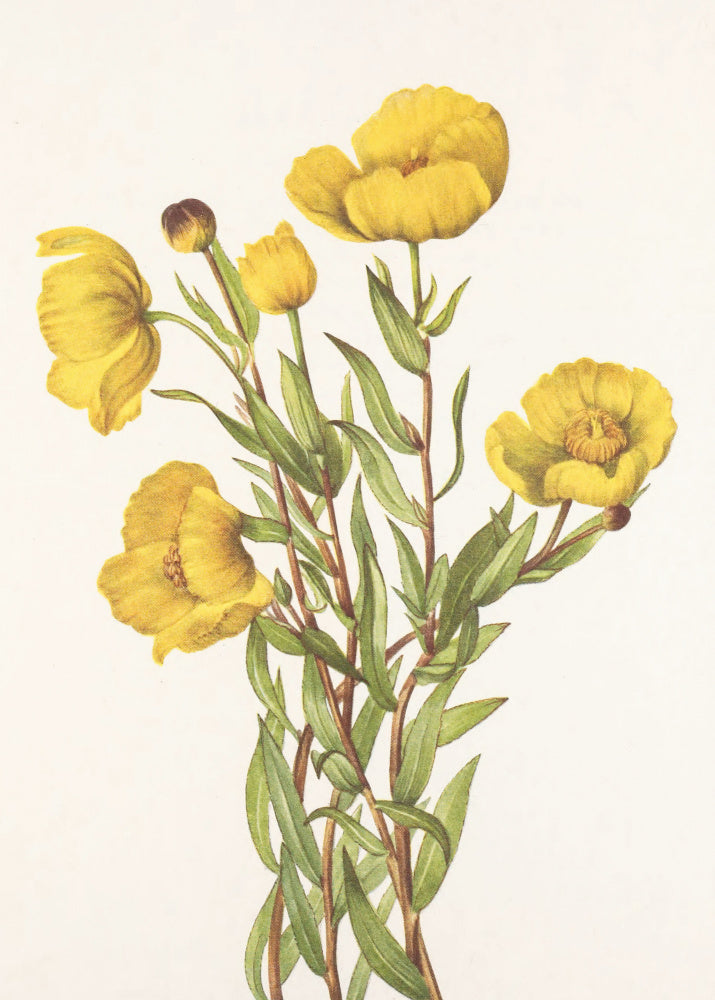 Bushpoppy From North American Wildflowers (1925) By Mary Vaux Walcott | Poster