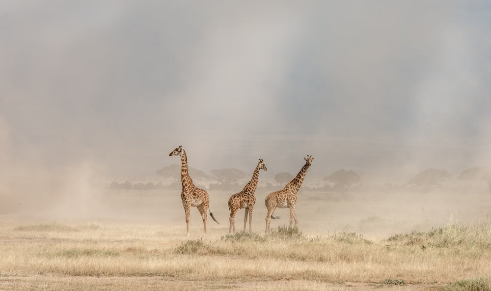 Giraffes in Golden Dust | Poster
