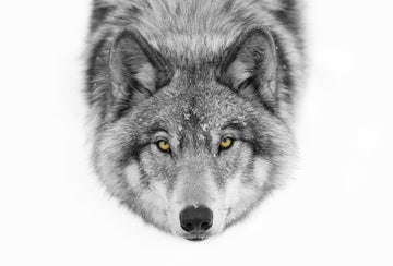 Yellow Eyed Wolf Gaze | Poster