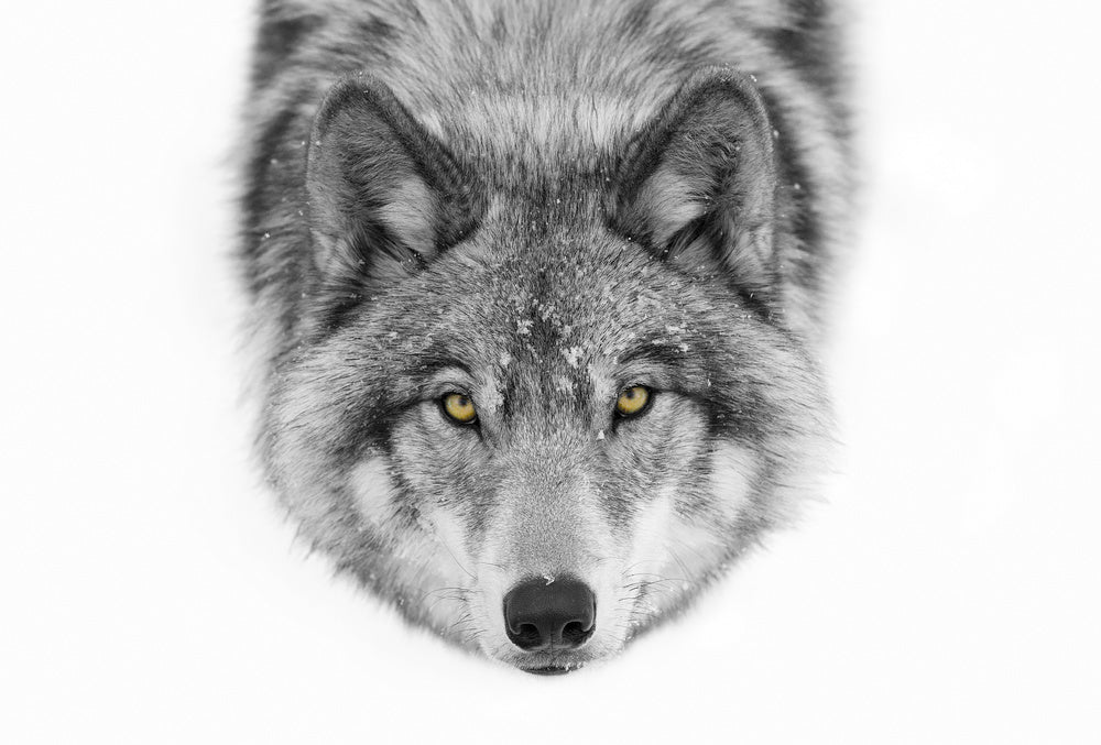 Yellow Eyed Wolf Gaze | Canvas