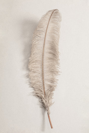 Delicate Light Feather | Canvas