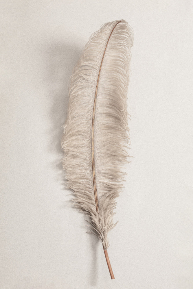 Delicate Light Feather | Poster