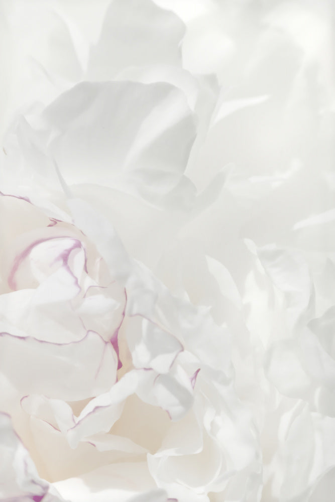 Soft Peony Petals | Canvas