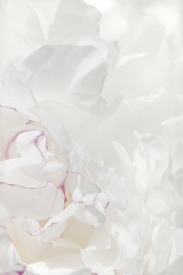 Soft Peony Petals | Canvas