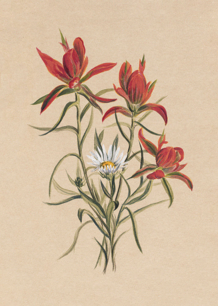 Indian Paintbrush (1883) | Poster