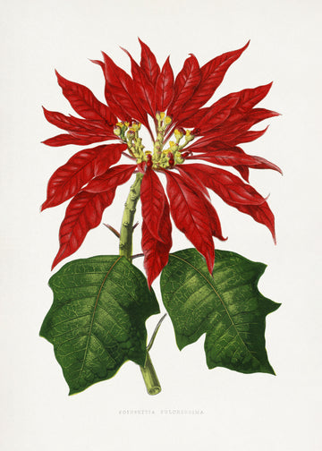 Poinsettia Pulcherrima Leaf Illustration | Canvas