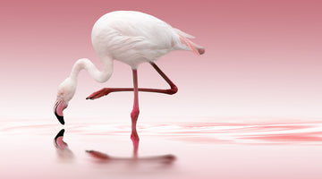 Pink Flamingo Reflection | Poster