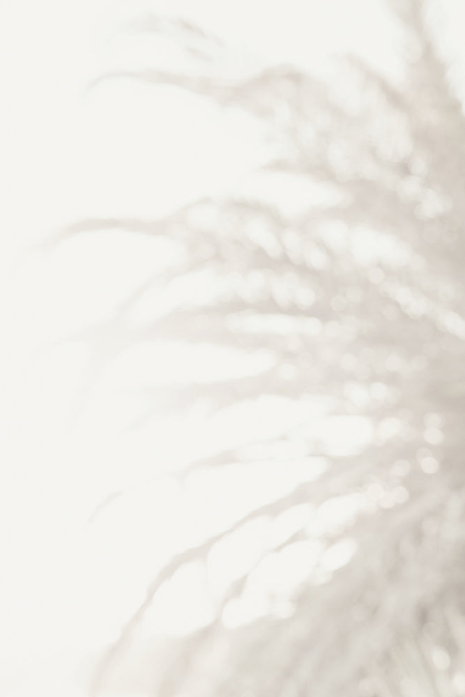Soft Pampas Light | Canvas