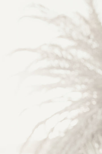 Soft Pampas Light | Canvas