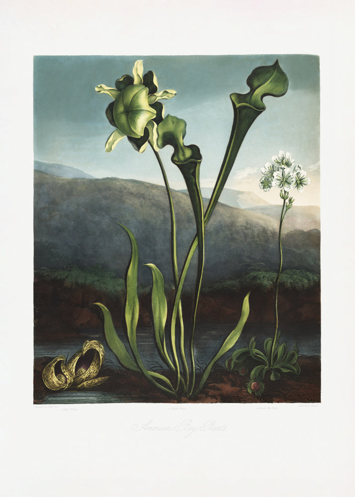American Bog Plants from The Temple of Flora (1807) | Canvas