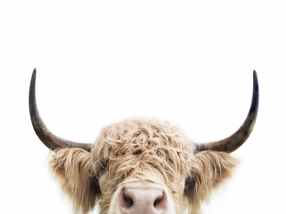 Peeking Cow | Poster