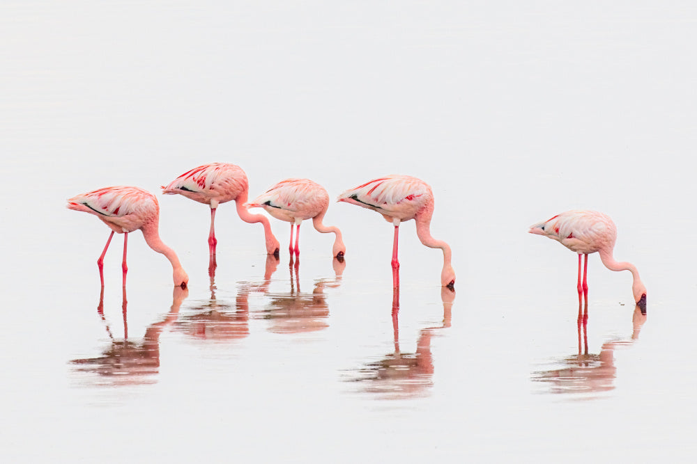 Wading Pink Flamingos | Poster