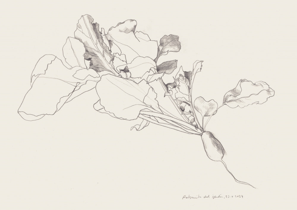 Radish Botanical Drawing | Poster