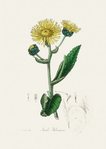 Elecampane (inula Helenium) Medical Botany | Poster