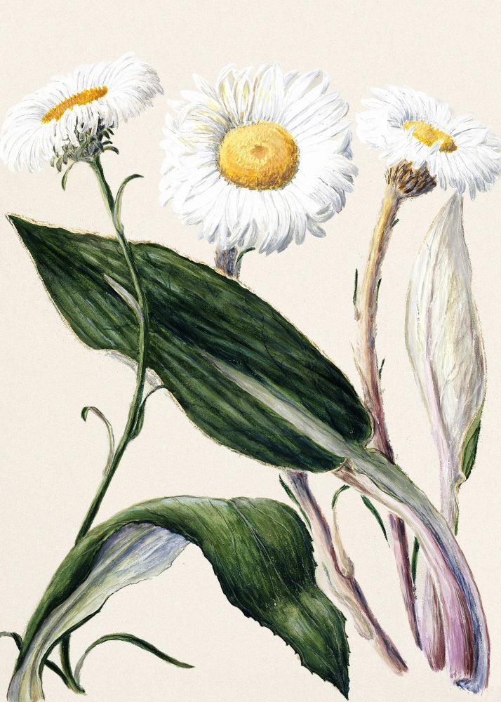New Zealand Mountain Daisies Drawn By Sarah Featon (1848–1927 | Poster