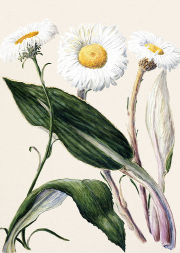 New Zealand Mountain Daisies Drawn By Sarah Featon (1848–1927 | Poster