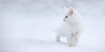 White Kitten in Snow | Poster