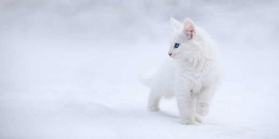 White Kitten in Snow | Canvas