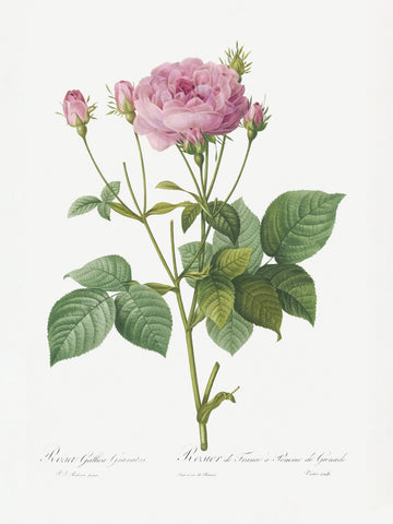 Rosa Gallica Granules, Les Roses (1817–1824) | Poster